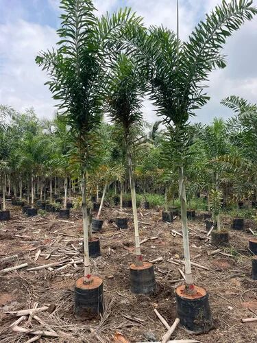 Foxtail Palm Tree