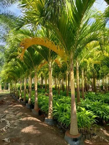 Golden Palm Tree