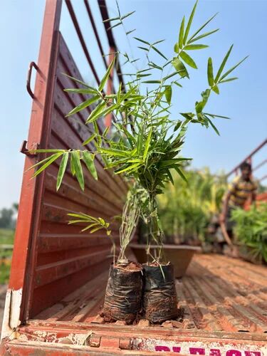 Green Bamboo Plant