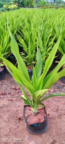 Green Crinum Lily Plant