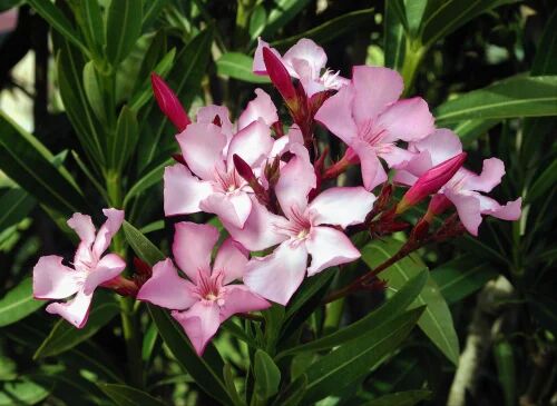 Kariveru Tall Flower Plant