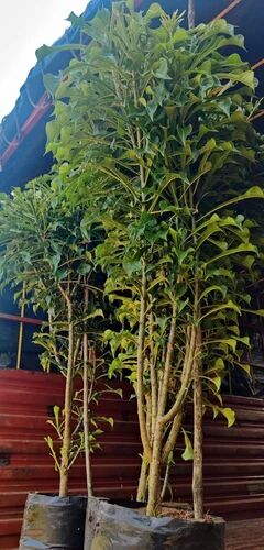 Pulmeria Pudica Big Plant