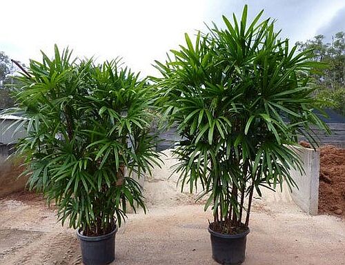 Raphis Palm Plant