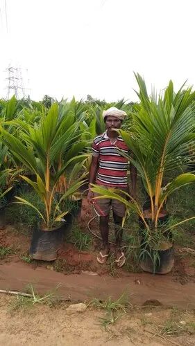 Silon Coconut Plant