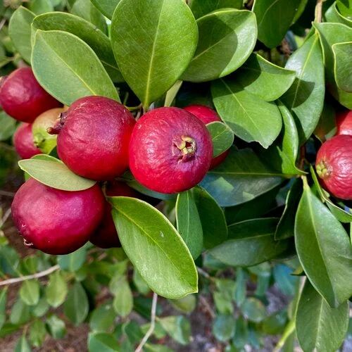 Strawberry Guava Plant