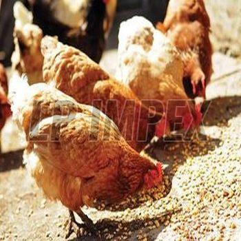 Poultry Grade Bentonite Powder