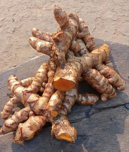 Raw Turmeric Finger