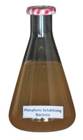 NOP Phosphate Solubilizing Bacteria Liquid