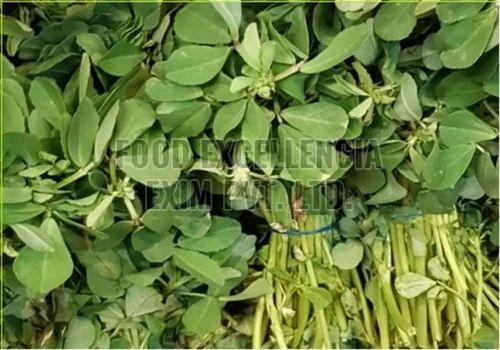 Fresh Green Fenugreek Leaves