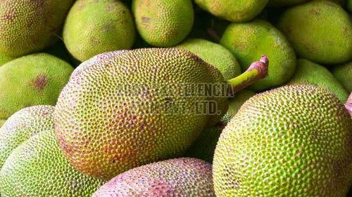 Fresh Jackfruit