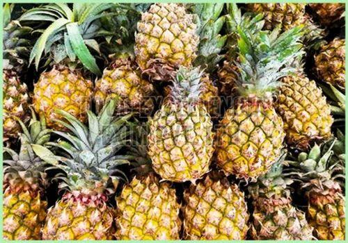 Fresh Pineapple