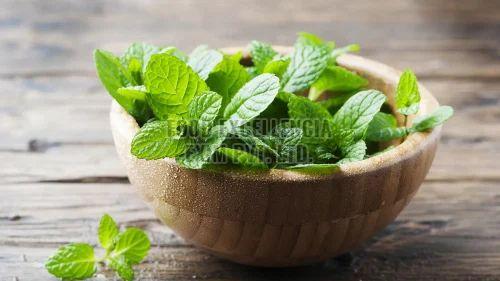 Green Fresh Mint Leaves