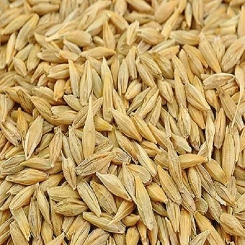 Jou Millet Seeds