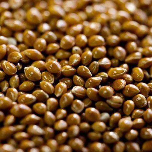 Proso Millet Seeds