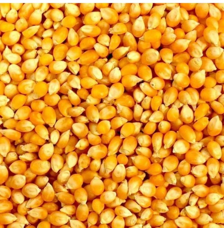 Yellow Maize Corn