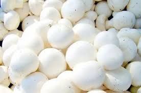 Fresh White Button Mushroom