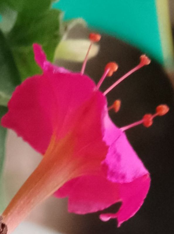 Mirabilis Jalapa Leaves