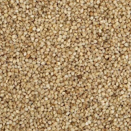 Little Millet Seeds