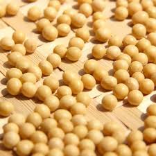 Organic Soybean Seed