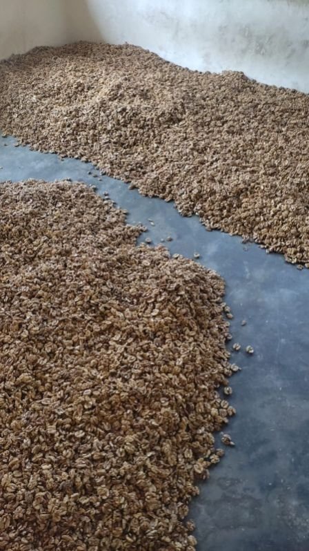 Natural Walnut Kernel