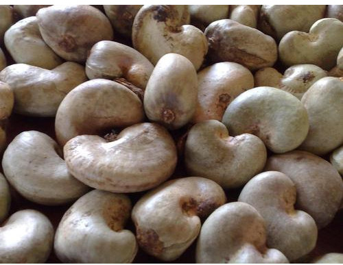 Benin Raw Cashew Nuts