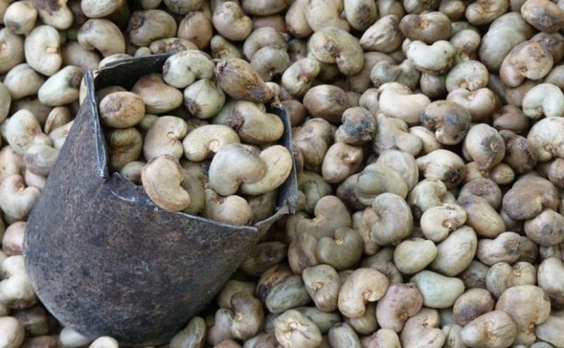 Mozambique Raw Cashew Nuts