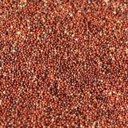 Ragi Millet