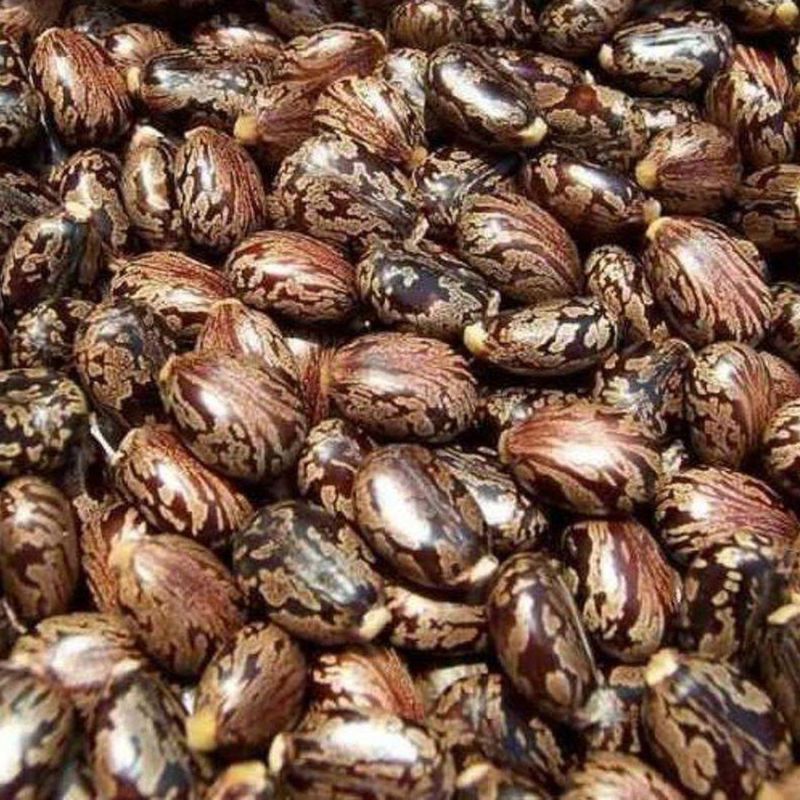 Castor Seeds