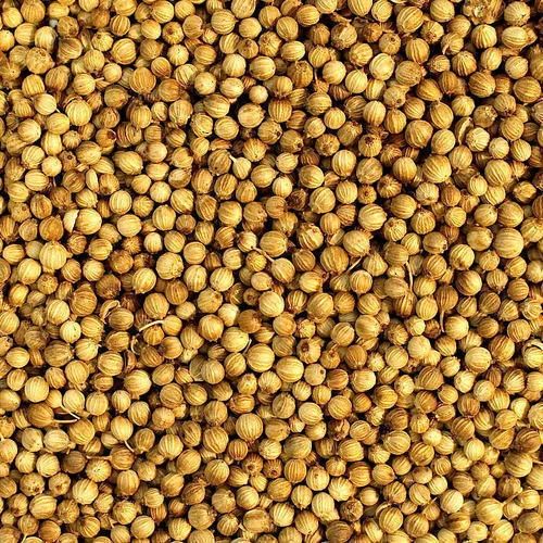 Whole Coriander Seeds