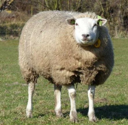 Live Sheep