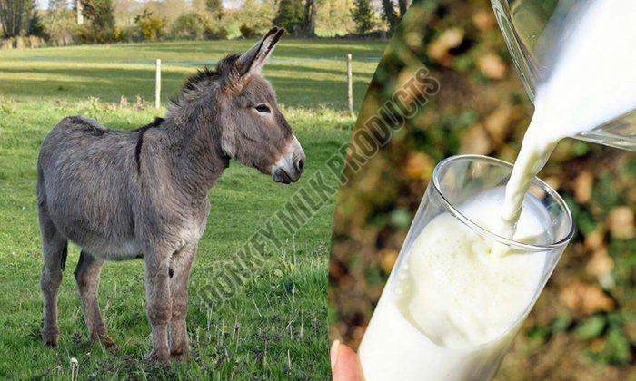 Fresh Donkey Milk