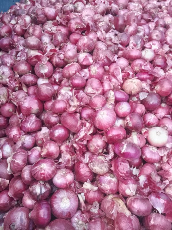 Fresh Red Onion