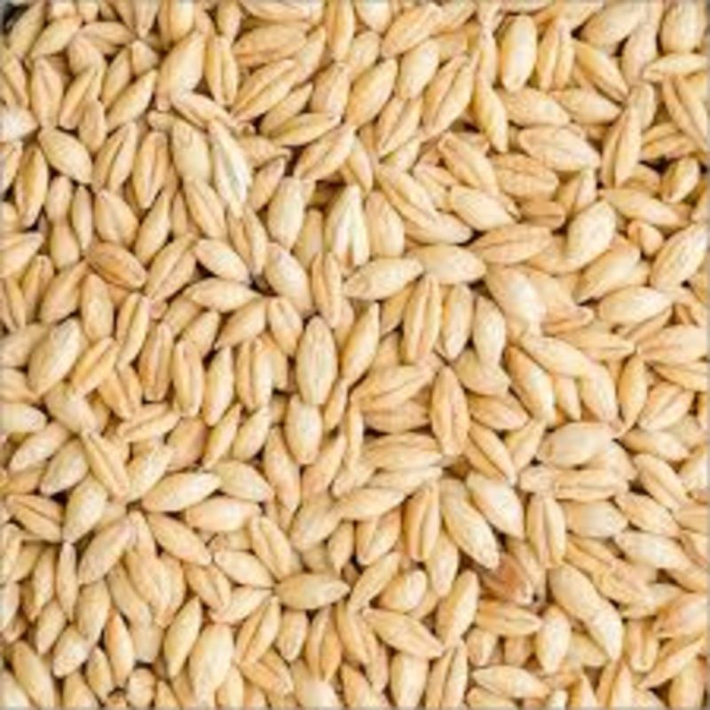 Barley Seeds