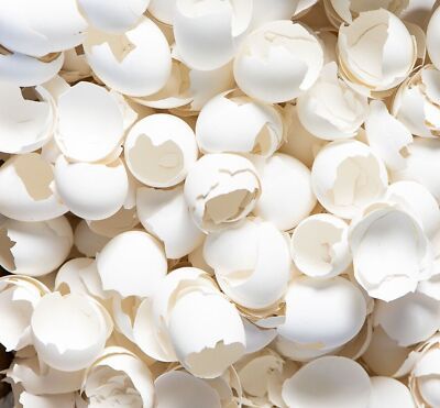 White Egg Shell