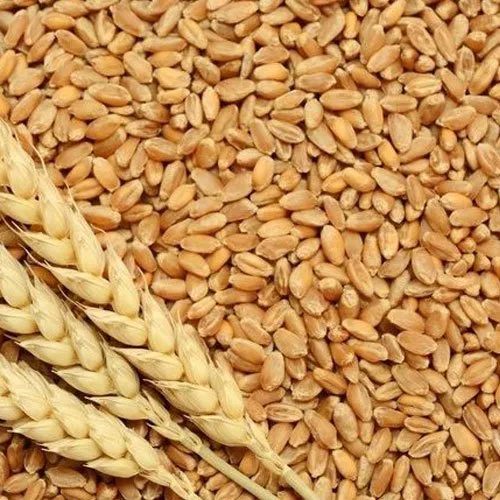 Rajasthani Wheat