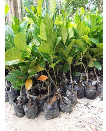 Pink Jackfruit Plant