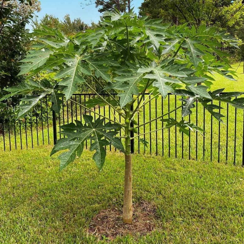 Thai Papaya Plant