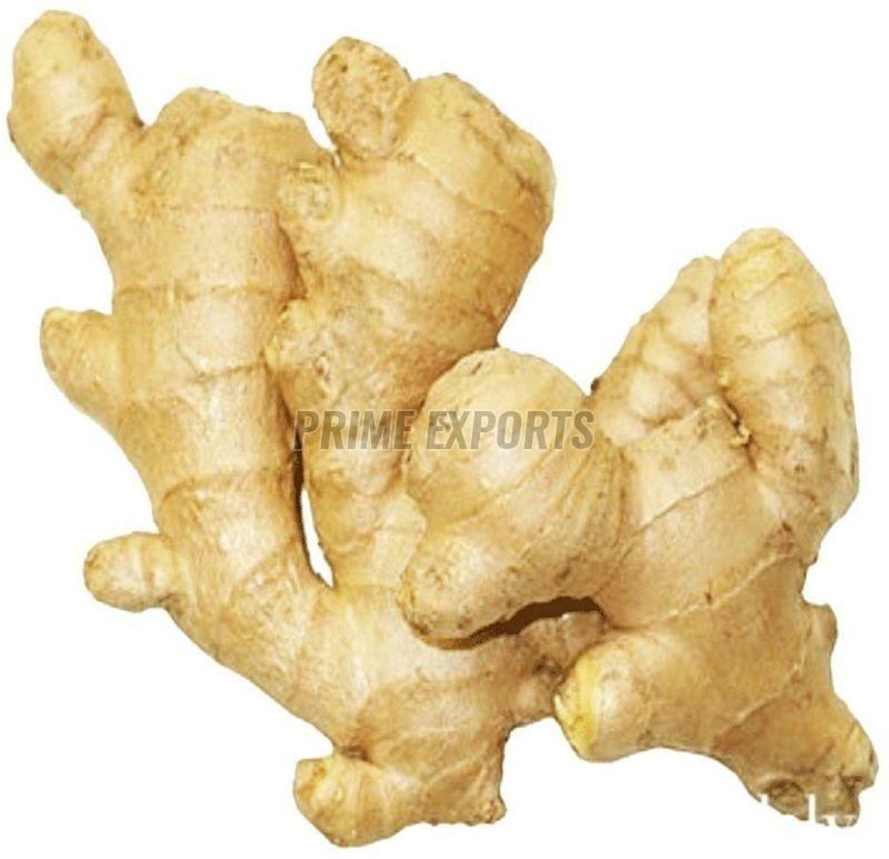 Ginger