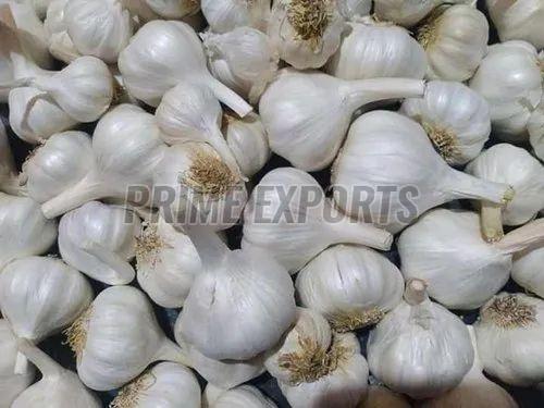 Fresh Garlic