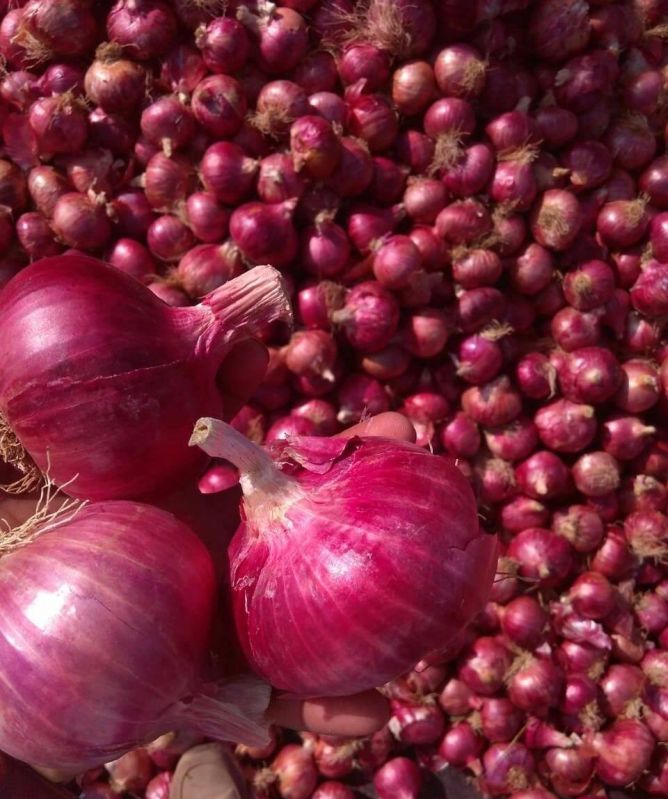 Red Onion