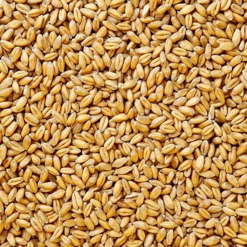 Organic Wheat Seeds