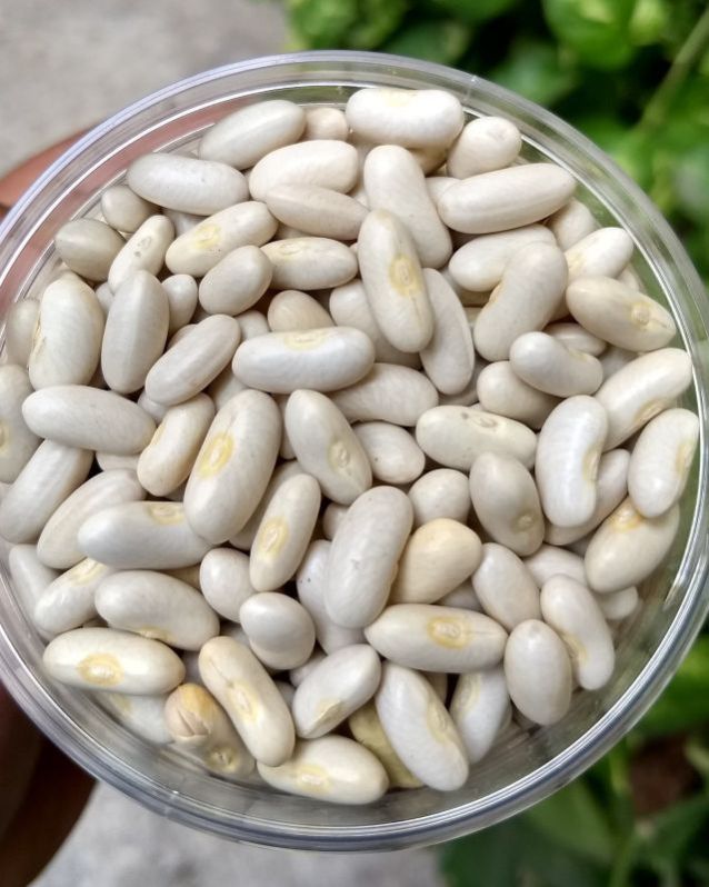 Cirio Cannellini White Beans