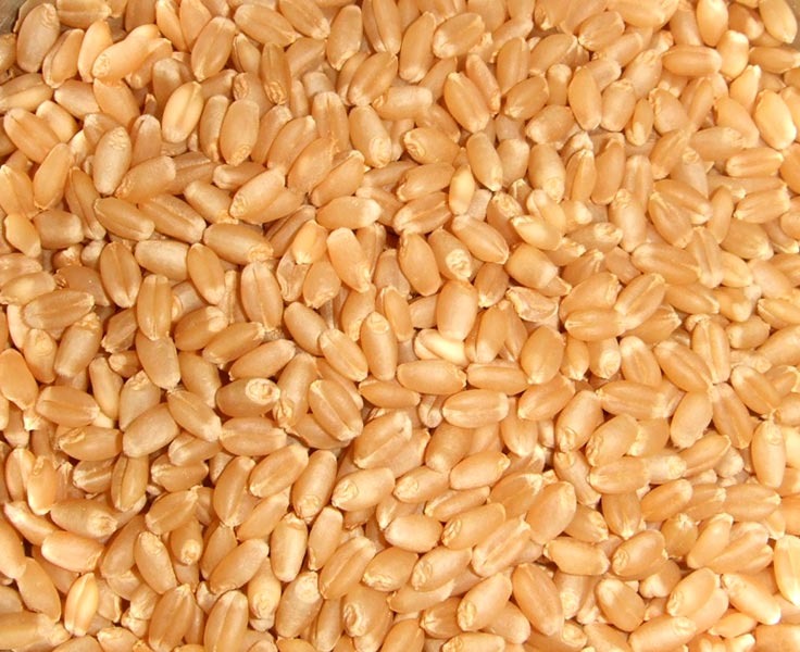 Durum Wheat Grains