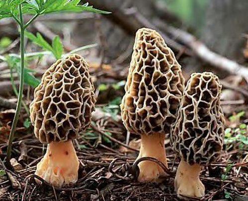 Morel Mushroom