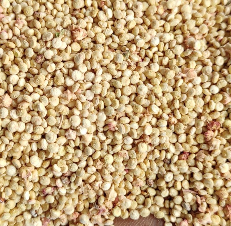 White Quinoa Seeds