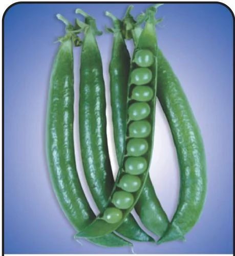 Arkel Peas Seed