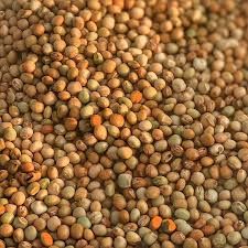 BDN-2  Pigeon Pea Seed