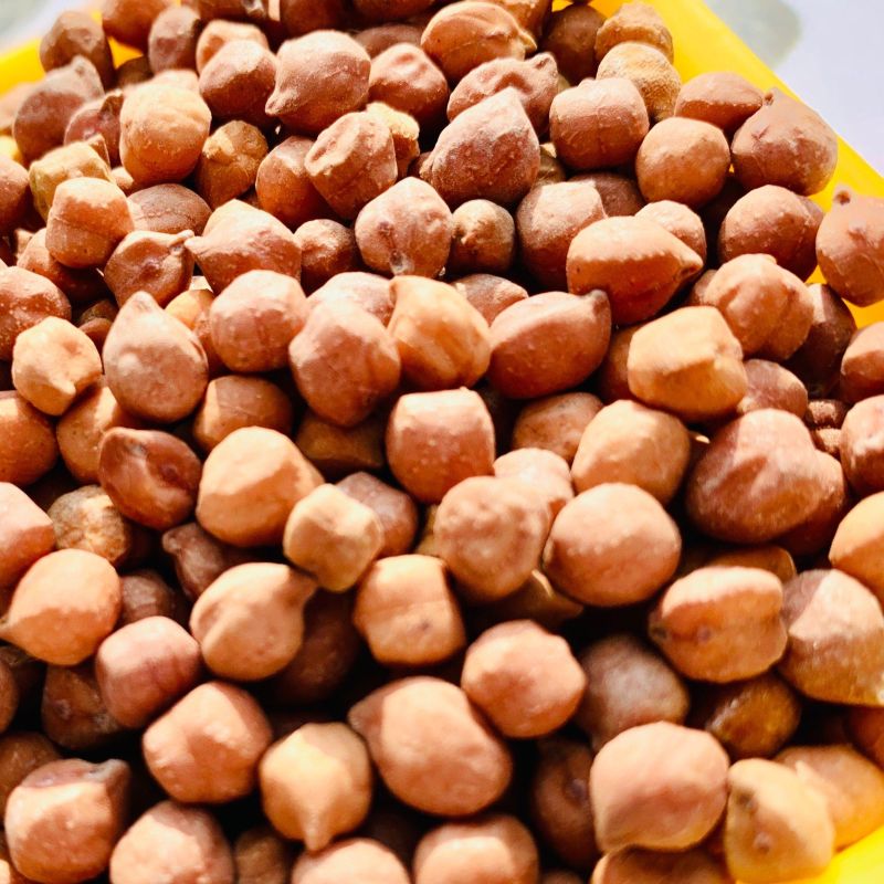 DCP 92 Chickpea Seed