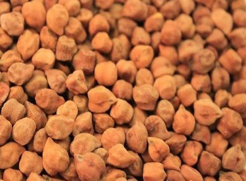 GNG-1581 Chickpea Seed