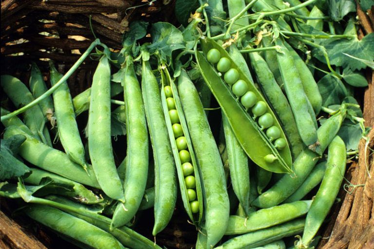 Kashi Nandini Natural Green Pea Seed